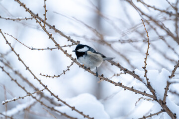 a coal tit perched on a larch at a snowy spring day