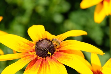 Rudbeckia yellow flowers in the garden. Bee covered with pollen
