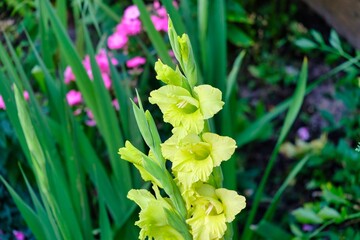 Green and yellow gladiolus flowers are blooming in the garden. Detail of flowers. Bright flowers in summer.