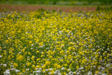 Flores amarillas y blancas en campo. Concepto de naturaleza, flores.