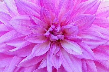 pink dahlia flower