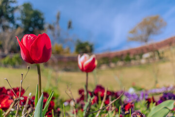 チューリップの咲く春の花壇