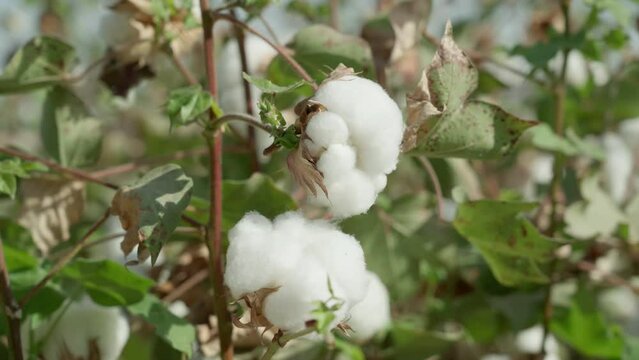 High quality cotton box, ready to harvest, cotton in detail. Agricultural industry. Cotton field. Close-up.