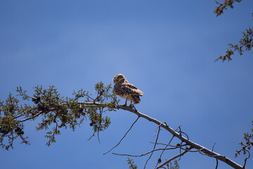 Lechuza o búho descansando en una rama con el cielo azul de fondo. Concepto de vida silvestres y naturaleza.