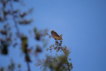 Lechuza o búho descansando en una rama con el cielo azul de fondo. Concepto de vida silvestres y naturaleza.