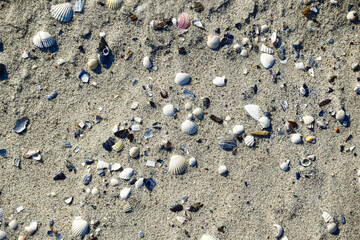 Stillleben am Strand der Ostsee 