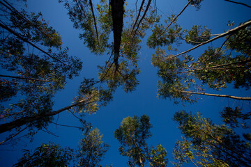 Arboles altos con cielo azul, plano nadir, contrapicado. Concepto de Naturaleza.