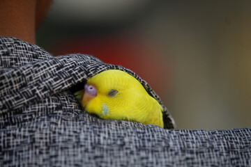 The little beautiful bird is hidden in the shirt