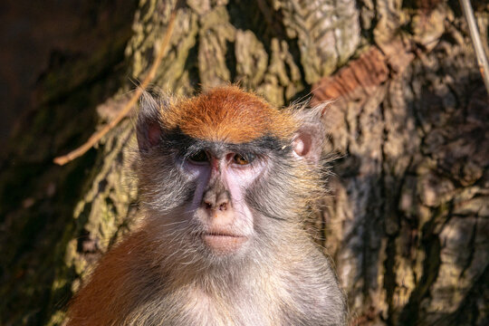 Closeup shot of a common patas monkey looking at the camera in the zoo