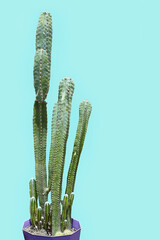 Cactus in a pot, pastel green cactus and thorn
