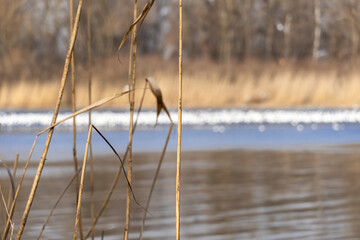 Large group gulls on frozen river. Rivergull on the ripple water. Flock birds fly, scream and eat fishs in gloomy spring day. Dry reeds on the shore. Birdlife in wild nature.