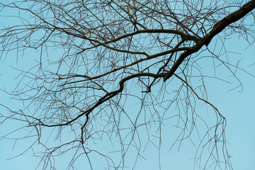 Obraz premium Dark tree branches. Turquoise sky background. Natural wallpaper and texture. Sadness and charm concept.