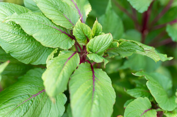 amaranthus or amaranth with vibrant green leaves and purple stems as background. decorative plant in garden in summer day outdoor