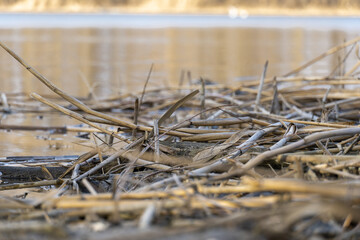 Close-up dry reeds on the shore river. View on brown canes in the wetlands. Bulrush reflection in...