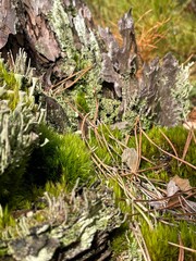 Fototapeta premium moss in the forest