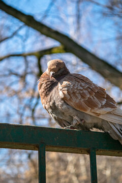 Vertical shot of brown pigeon sitting on metal fences in blurred background