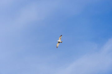 Obraz premium Rivergull soars high in the blue sky. Seagull fly wings spread wide on the wind. Birdlife in wild nature. Freedom concept.