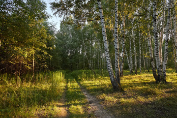 Birch grove in summer at sunset on a sunny summer evening.