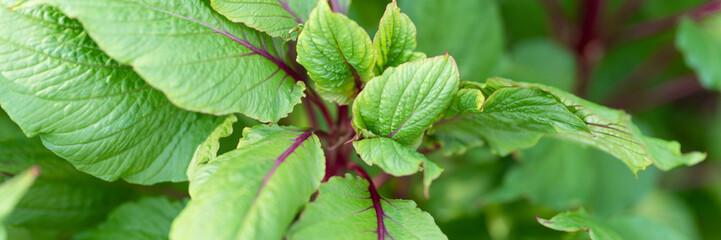 amaranthus or amaranth with vibrant green leaves and purple stems as background. decorative plant in garden in summer day outdoor. banner