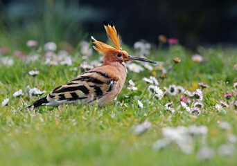 Close up of a beautiful eurasian hoopoe (Upupa epops) on the grass of a green field with flowers. Background wildlife image of a stunning and colorful exotic bird with a crest. Lugo, Spain.