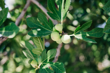 Fototapeta premium green unripe figs fruits on the branch of a fig tree or sycamine with plant leaves cultivated on wild garden farm homesteading in sunny summer day