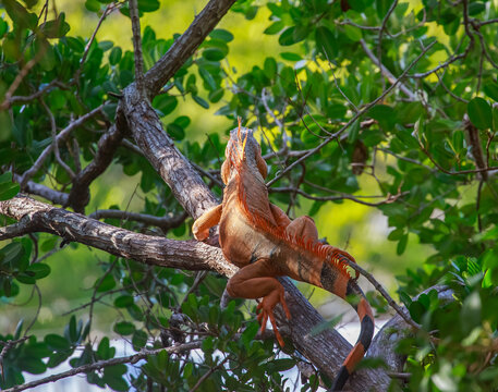 Common Iguana On A Tree Branch