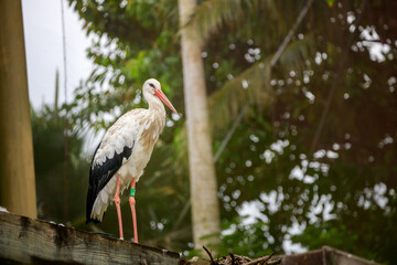 Selective focus shot of white stork (ciconia ciconia)