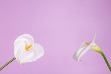 Calla lily. Flowers, white calla on pink background. Minimal spring wedding or birthday gift card with copy space.