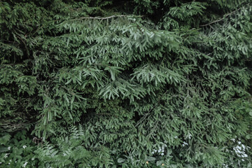 Green fir tree branches background. Natural coniferous tree texture.
