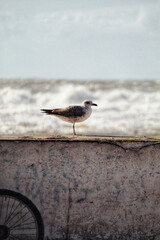 Vertical shot of a seagull on the seacoast in the city of Essaouira, Morocco