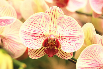 amazing view of blooming Phalaenopsis(Moth orchid) flowers,close-up of beautiful yellow with red Phalaenopsis flowers blooming in the garden