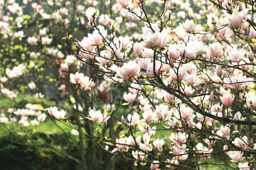 beautiful Lotus-flowered Magnolia(Southern Magnolia,Loblolly Magnolia,Bull Bay,Large-flowered Magnolia) flowers,amazing view of pink
with white flowers blooming on the branches in spring