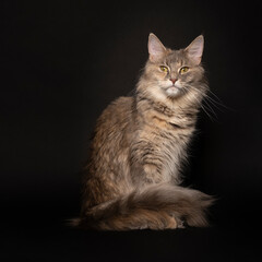 Funny cute adult female Maine coon cat, close up. Largest domesticated breeds of felines. in a dark setting