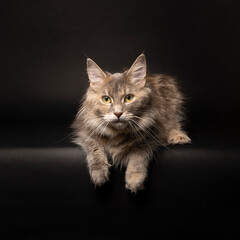 Funny cute adult female Maine coon cat, close up. Largest domesticated breeds of felines. in a dark setting