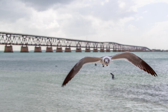Flock of seagulls flying over the ocean with the Seven Mile Bridge in the background