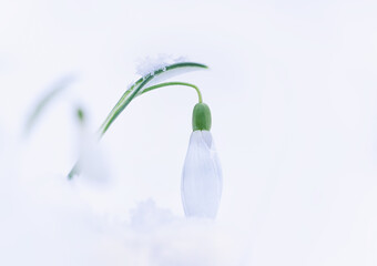 Snowdrop flowers covered in snow. This is what happens when winter is not giving up and after short...