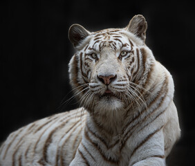 The white tiger or bleached tiger is a leucistic pigmentation variant of the Bengal tiger, Siberian tiger and hybrids between the two. Peacefully relaxing on warm summer day. Majestic animal.