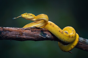 Bothriechis schlegelii, known commonly as the eyelash viper, is a species of venomous pit viper in the family Viperidae. The species is native to Central and South America.