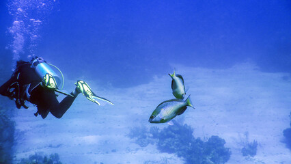 Parrot Fish  Playing 