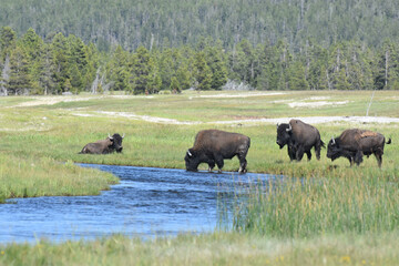 Fototapeta na wymiar bison in park national park