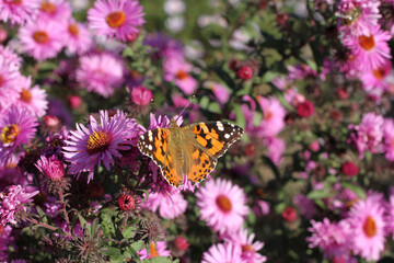Butterfly Fagus (Tagetes) on perennial Aster flower on a sunny day. Closeup