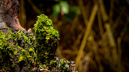 moss on tree at the park