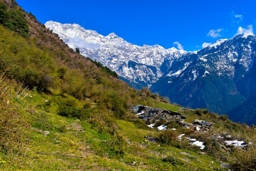 alpine meadow in the mountains