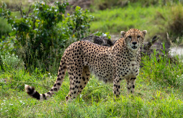 Closeup shot of a South African cheetah on green grass in the background in Tanzania Safari © Marcos Martinez De Irujo/Wirestock Creators