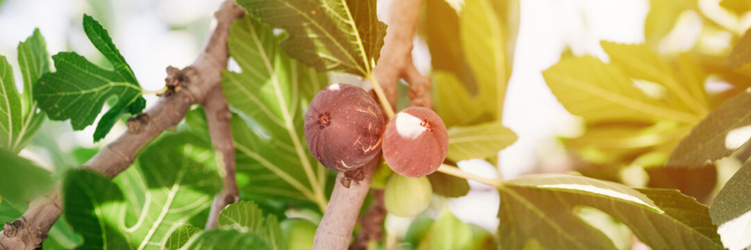 mauve ripe figs fruits on the branch of a fig tree or sycamine with plant leaves cultivated on wild garden farm homesteading in sunny summer day. banner. flare