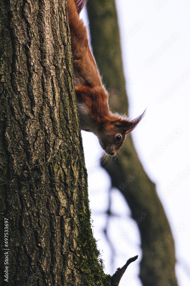 Poster closeup vertical shot of a red squirrel on a tree trunk