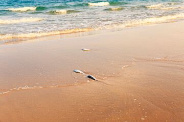 dead fish on the beach due to polluted water. Climate change