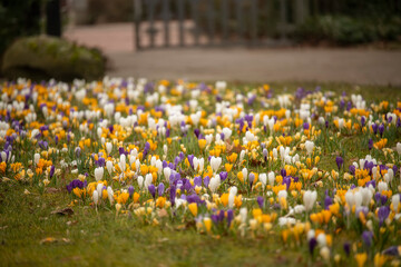 Glade with colorful first flowers crocuses. Spring garden.