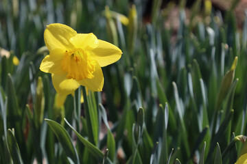 Yellow daffodil bloom isolated