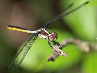 Closeup of an Odonata on a plant stem © Paillemark/Wirestock Creators